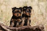 YORKSHIRE TERRIER 510